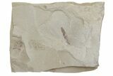Fossil Leaf and Beetle Plate - Utah #219801-2